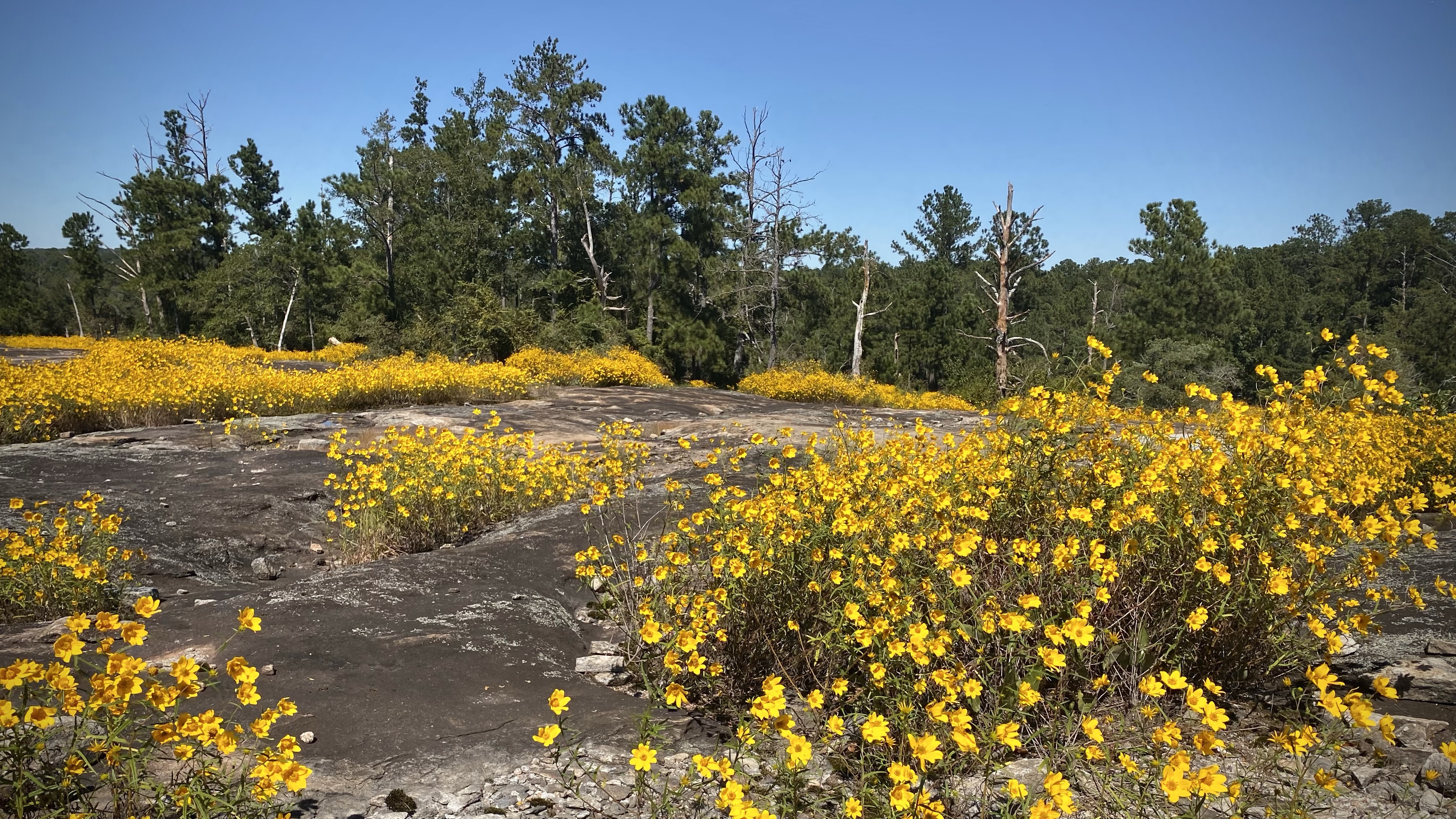 Arabia Mountain: The Ultimate Guide to this Georgia Hike